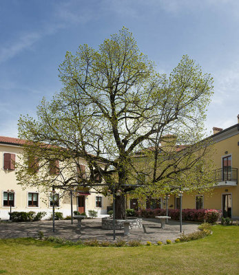 The linden tree in the spring  - Center Hotel - Basovizza