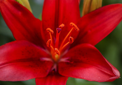 Red lily - Chimay, new mexico