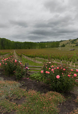 Valley of wine and roses - Philo, CA