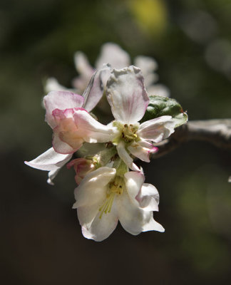 Apple blossom in my backyard