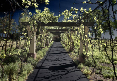 Winery entry path in late afternoon