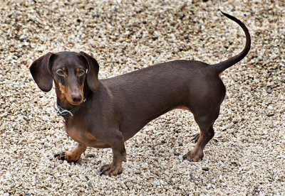 Guard dachshund Dora - Always attentive