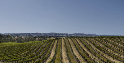 Vineyards at Sculpterra