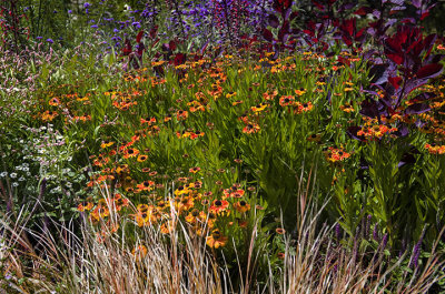 A Mendocino garden - floral colors in abundance