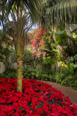 Christmas flowers at the Biltmore