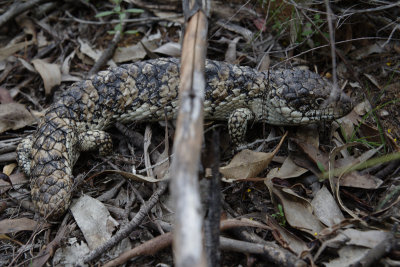 Grampians 2013