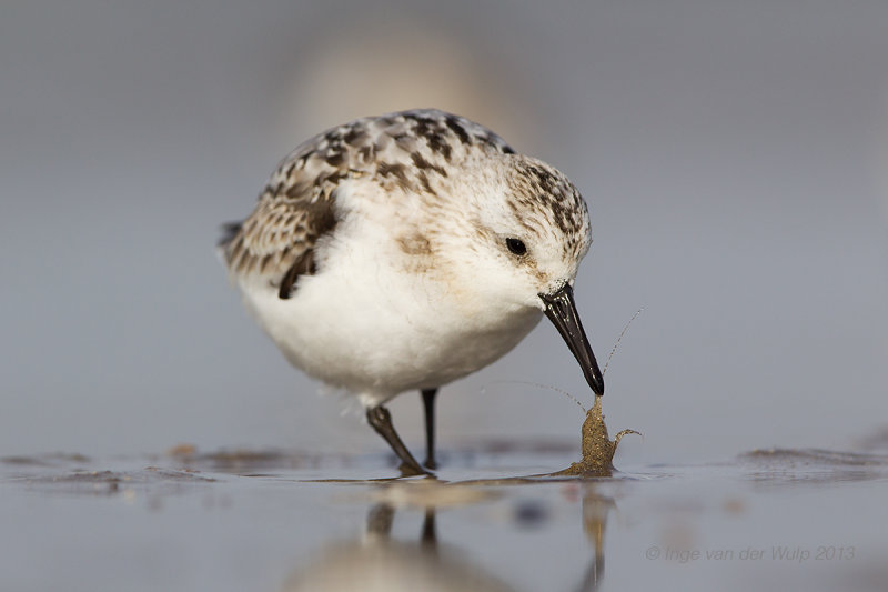 Drieteenstrandloper - Sanderling
