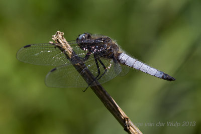 Libellen en juffers - Dragonflies and damselflies