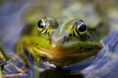 Poelkikker - Pool Frog