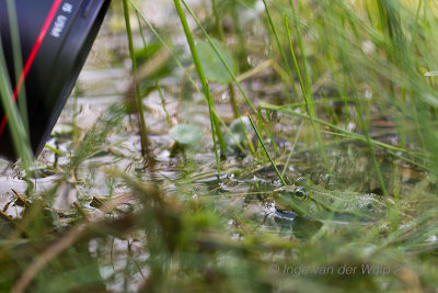 Poelkikker - Pool frog
