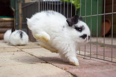 Little bunny (4 weeks) jumping