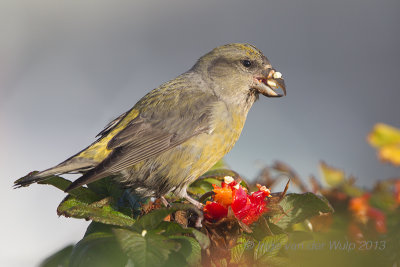 Red Crossbill - Kruisbek