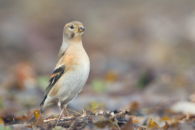 Brambling - Keep