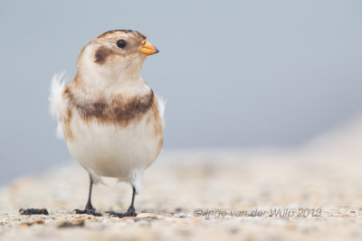 Snow Bunting - Sneeuwgors