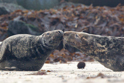 Grey Seal - Grijze Zeehond