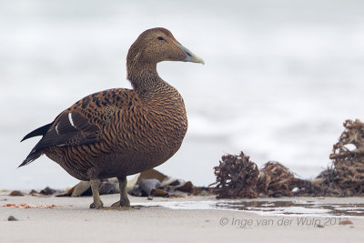 Common Eider - Eider