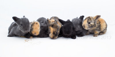 Konijntjes - Rabbits