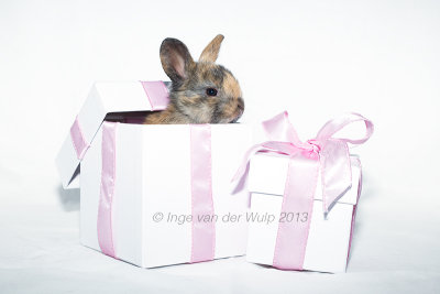 Hoera een meisje