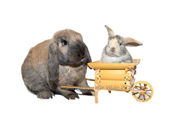 Volwassen en jong konijn in kruiwagen