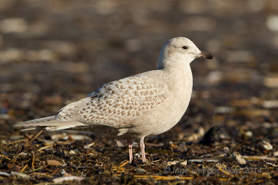Iceland Gull - Kleine Burgemeester - Larus glaucoides