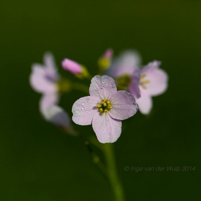 Pinsterbloem - Cuckoo Flower - Cardamine pratensis