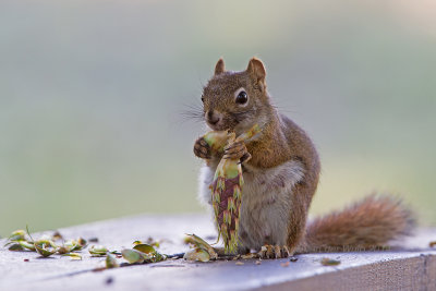 Red Squirrel - Hudson Eekhoorn - Tamasciurus hudsonicus