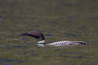 Great Northern Loon - IJsduiker - Gavia immer