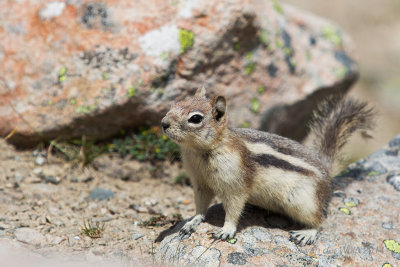 Golden-mantled ground squirrel - Mantelgrondeekhoorn - Spermophilus lateralis