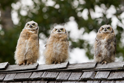 Great Horned Owl - Amerikaanse Oehoe - Bubo virginianus