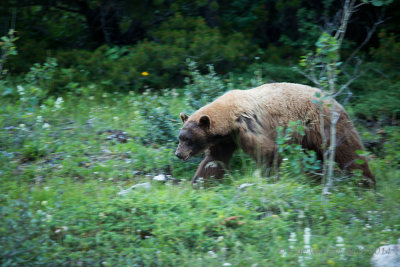 Black Bear - Zwarte Beer - Ursus americanus