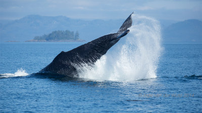 Humpback whale - Bultrug - Megaptera novaeangliae