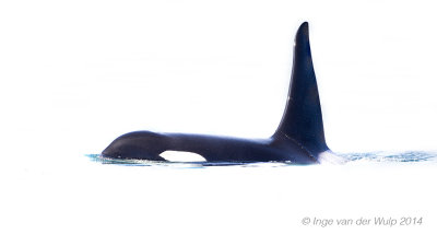 Orka - Killer Whale