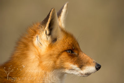 Vos - Red Fox - Vulpus vulpus