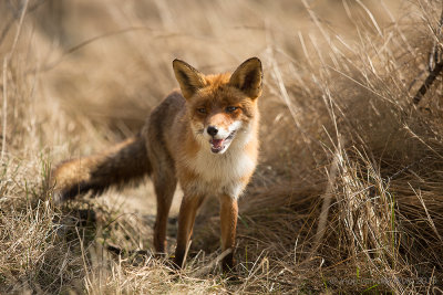 Vos - Red Fox - Vulpus vulpus