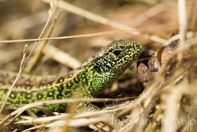 Zandhagedis - Zand Lizard - Lacerta agilis