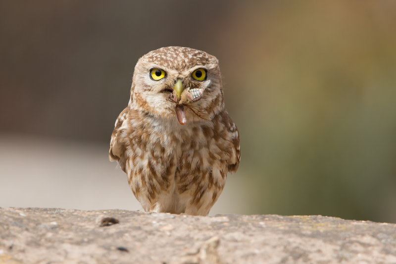 Little Owl - Athene noctua