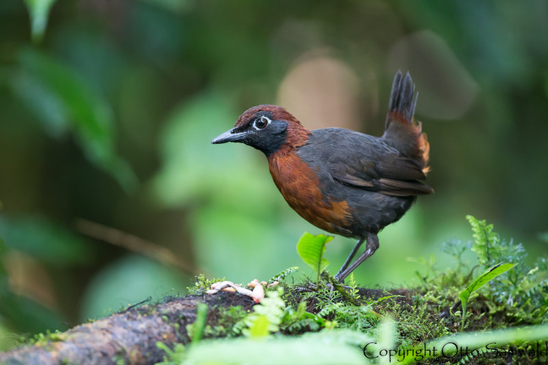 Rufous-breasted Antthrush - Formicarius rufipectus