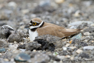 Little Ringed Plover - Charadrius dubius