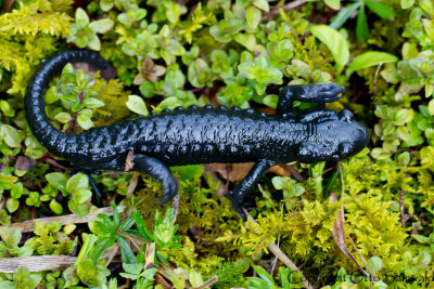 Alpine Salamander - Salamandra atra
