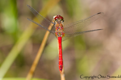 Ruddy Darter - Sympetrum sanguineum