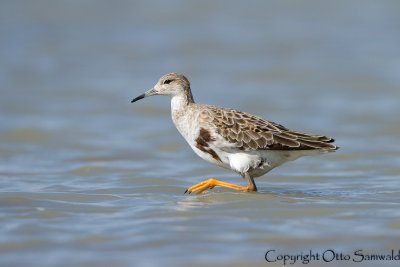 Ruff - Philomachus pugnax