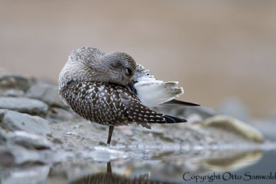 Grey Plover - Pluvialis squatarola