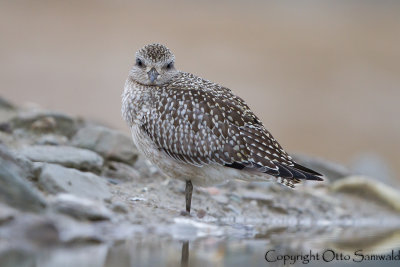 Grey Plover - Pluvialis squatarola