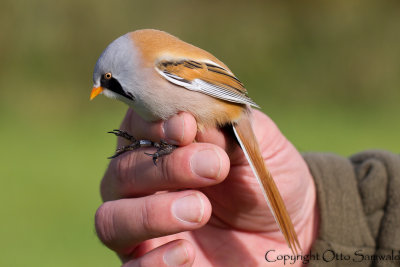Bearded Reedling - Panurus biarmicus