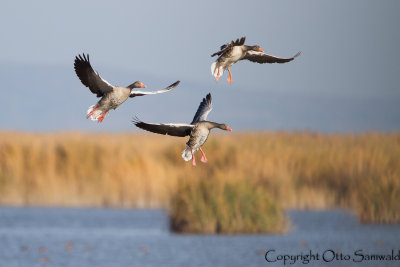 Greylag Goose - Anser anser