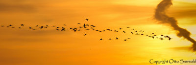Common Crane - Grus grus
