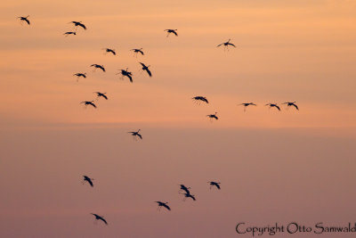 Common Crane - Grus grus
