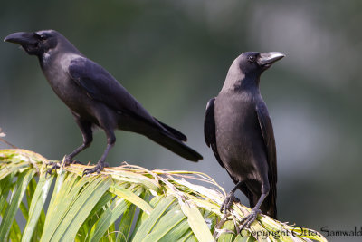 House Crow - Corvus splendens