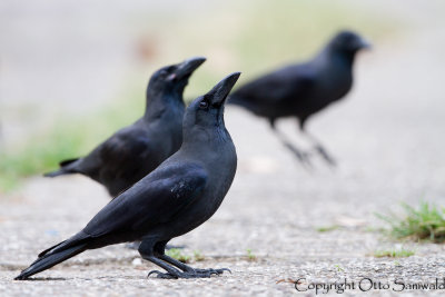 House Crow - Corvus splendens