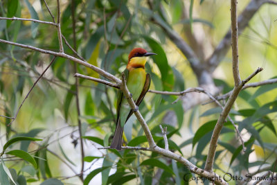 Chestnut-headed Bee-eater - Merops leschenaulti